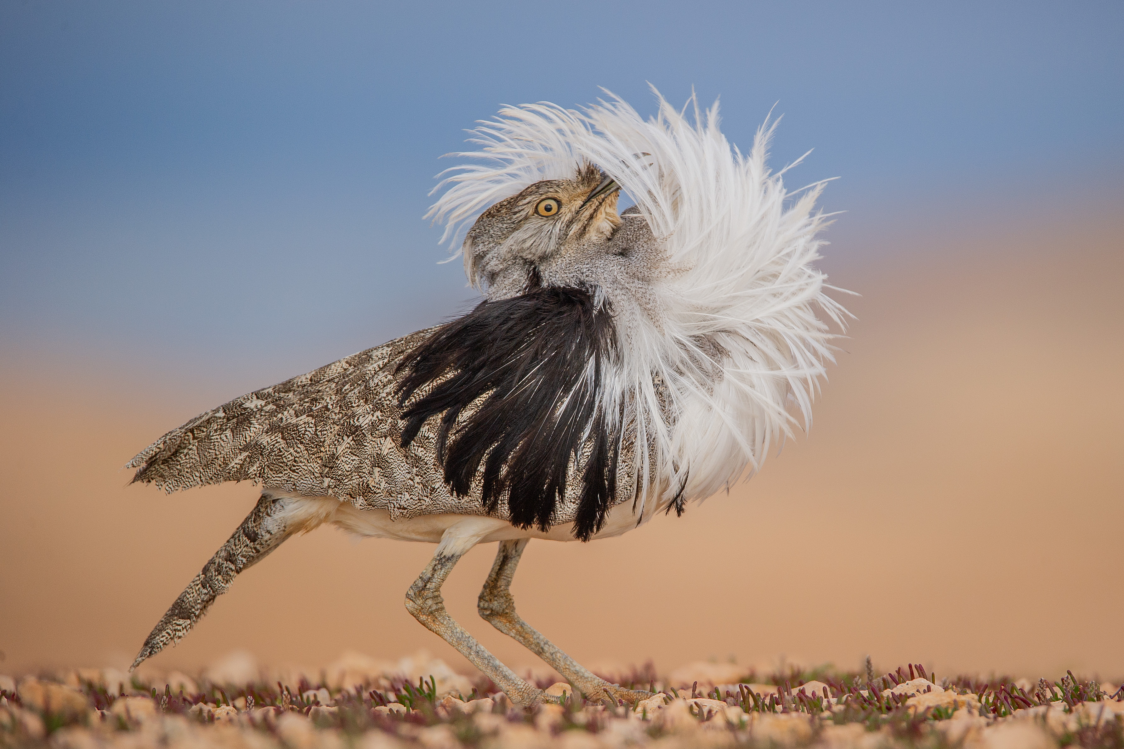 © José Juan Hernández Martinez, Wildlife Photographer of the Year.jpg