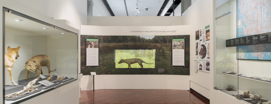 Tasmanian-Tiger-Precious-Little-Remains-Exhibition-QVMAG-City-of-Launceston.png