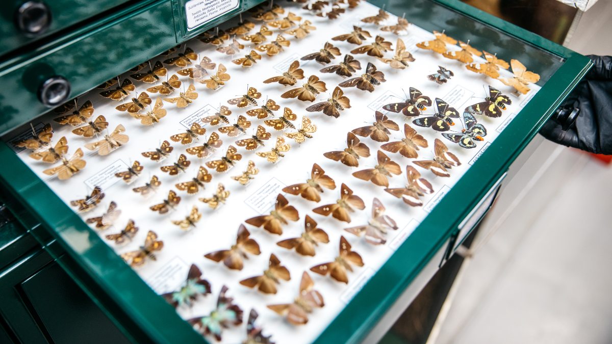butterfly-collection-qvmag-natural-sciences-launceston-tasmania.jpg