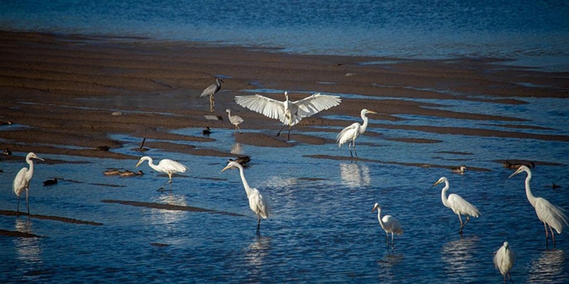 Tamar River Birds.jpg