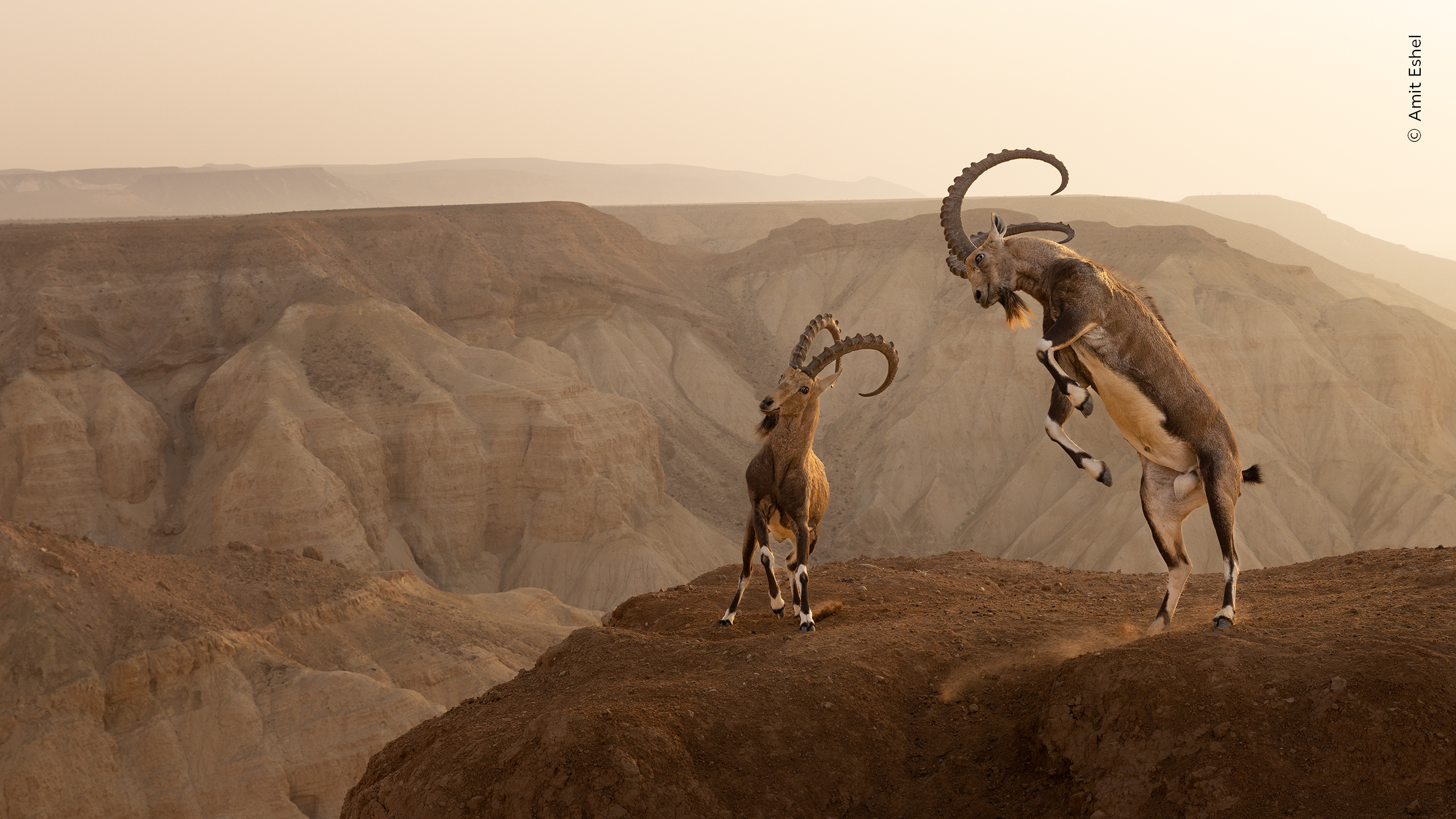 (c) Amit Eshel, Wildlife Photographer of the Year 59