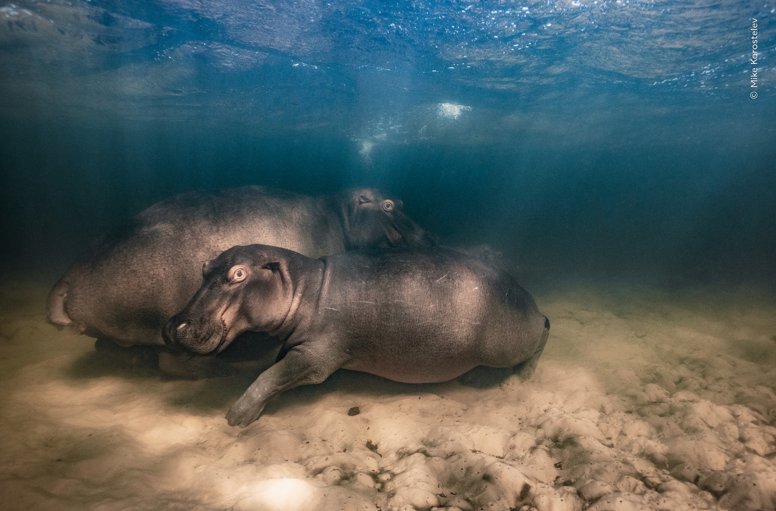 (c) Mike-Korostelev, Wildlife Photographer of the Year