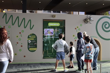 Families enjoying the BUGS exhibition at the Queen Victoria Museum at Inveresk with free entry