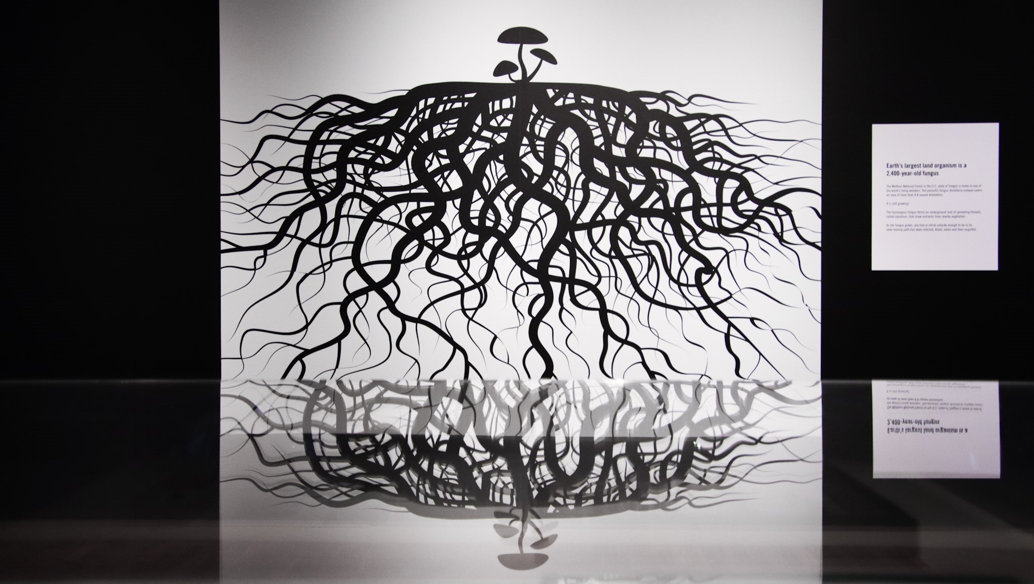Black and white exhibition image of a mushroom with extended roots from the Mind Blown exhibition