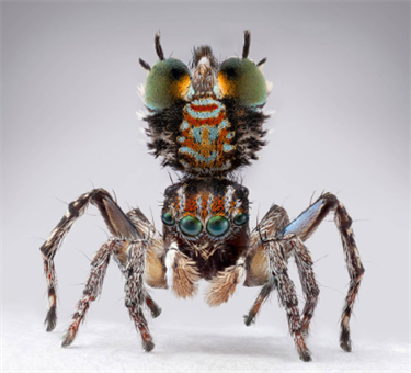 Maria Fernanda Cardoso, Spiders of Paradise: Maratus plumosus, 2024, pigment print on paper, framed, courtesy the artist and Sullivan+Strumpf, Sydney © the artist