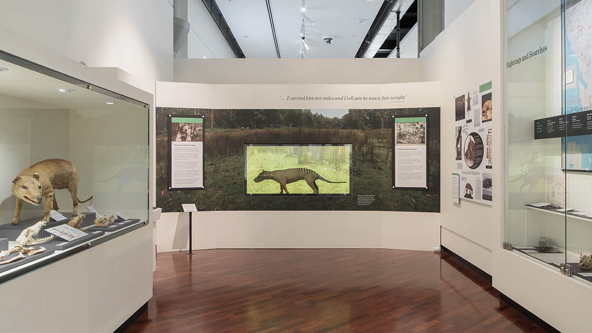 tasmanian-tiger-display.jpg