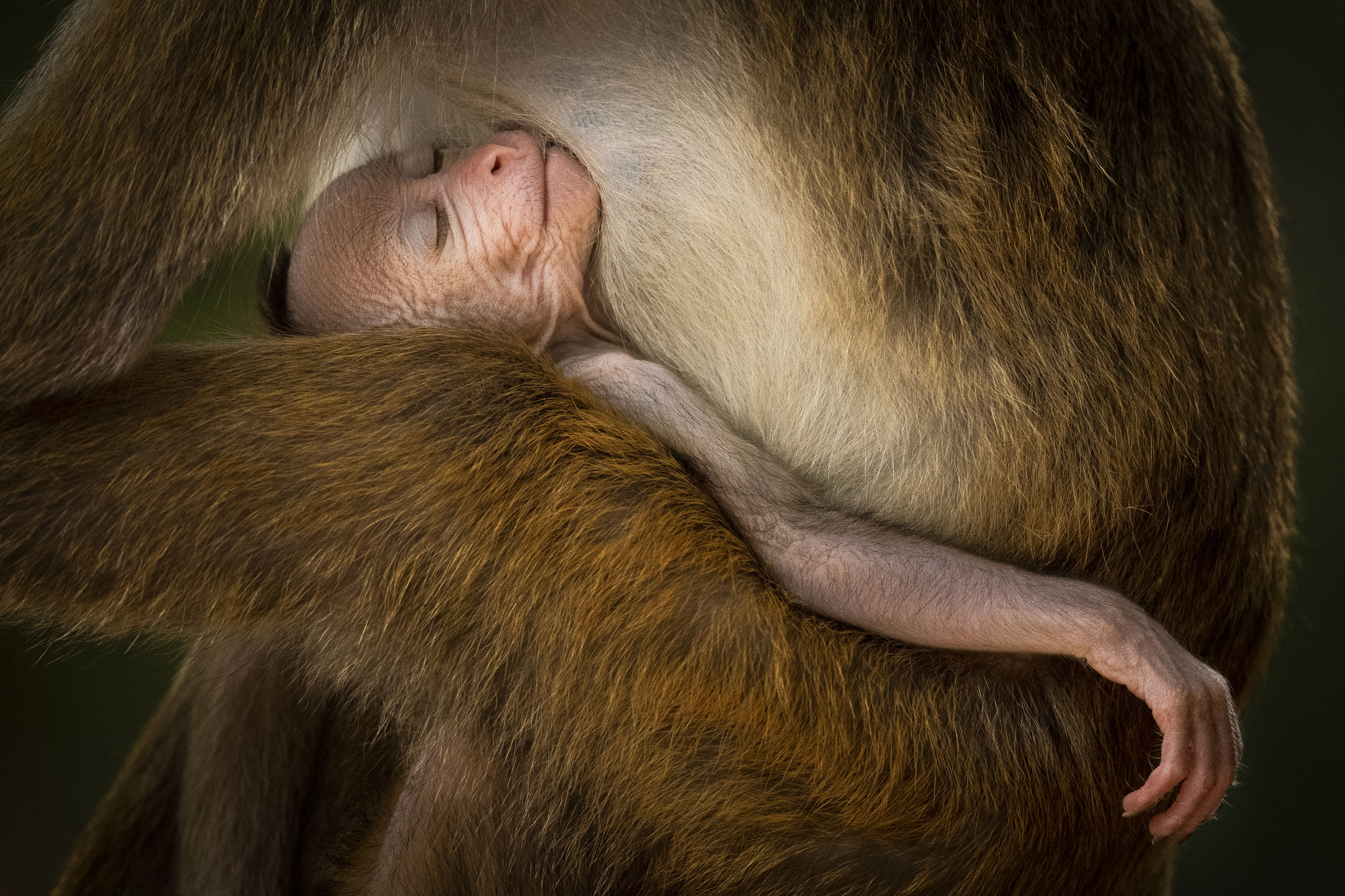 A Tranquil Moment by Hikkaduwa Liyanage Prasantha Vinod, Wildlife Photographer of the Year. Photo of a young toque macaque sleeping in an adult's arms in Sri Lanka