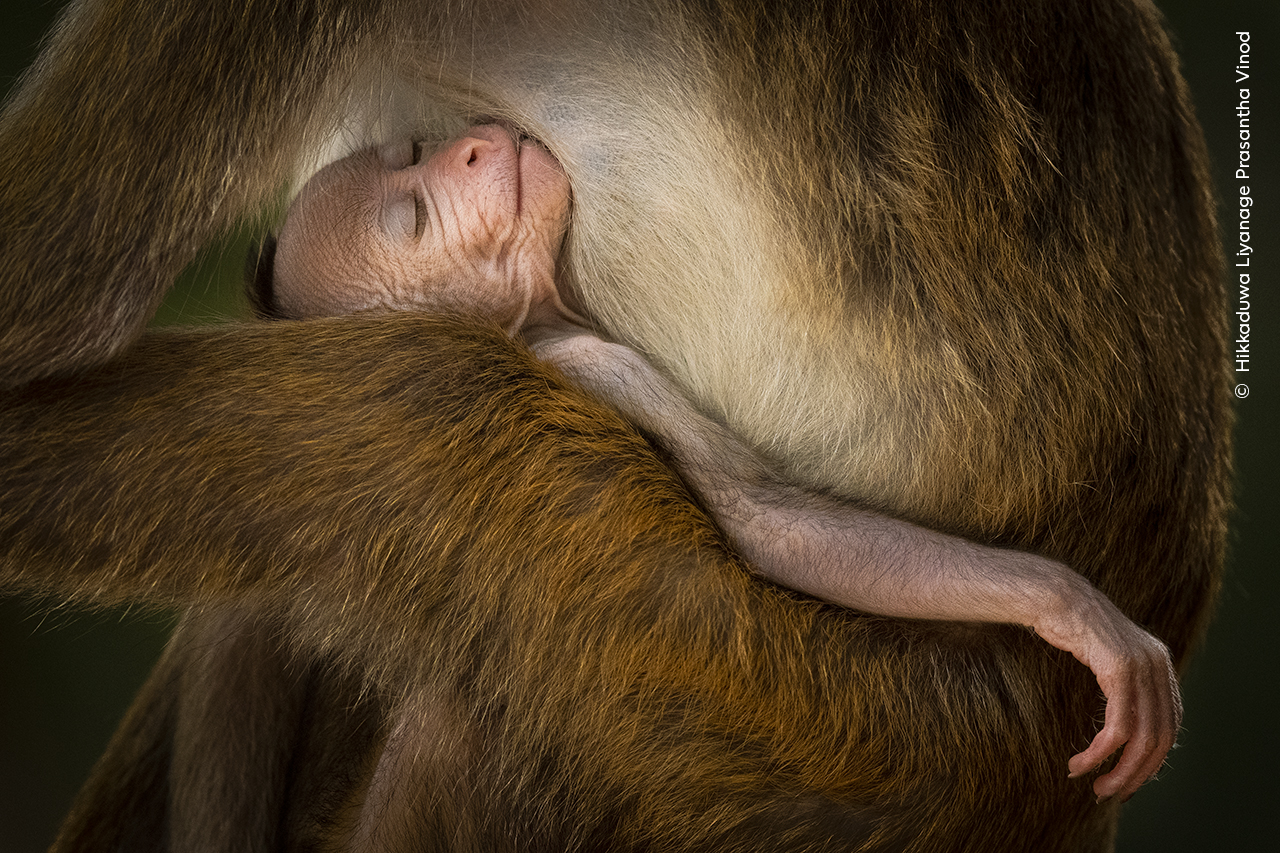 A baby orangutan. © Hikkaduwa Liyanage Prasantha Vinod, Wildlife Photographer of the Year.jpg