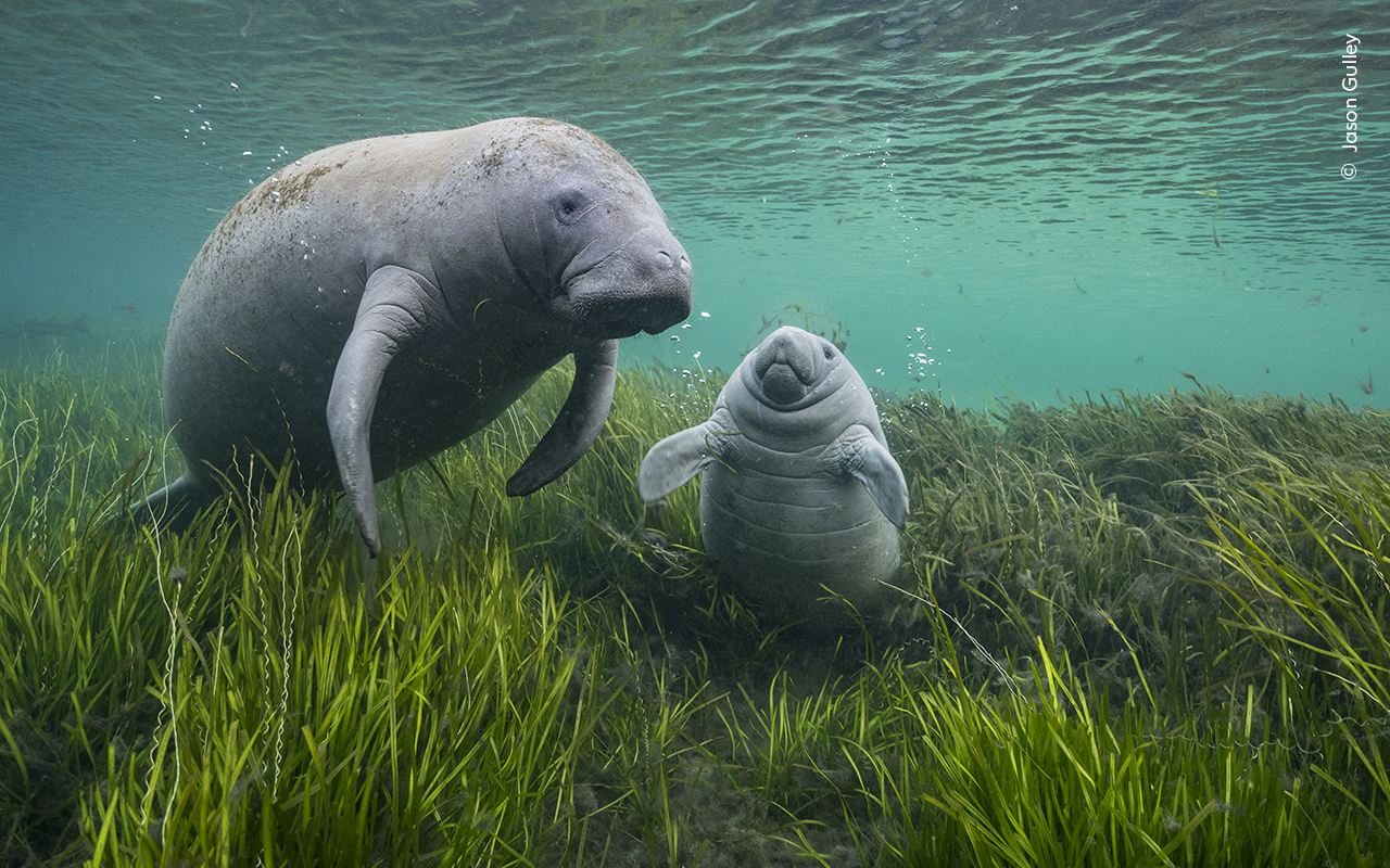 Manatee and calf © Jason Gulley, Wildlife Photographer of the Year.jpg