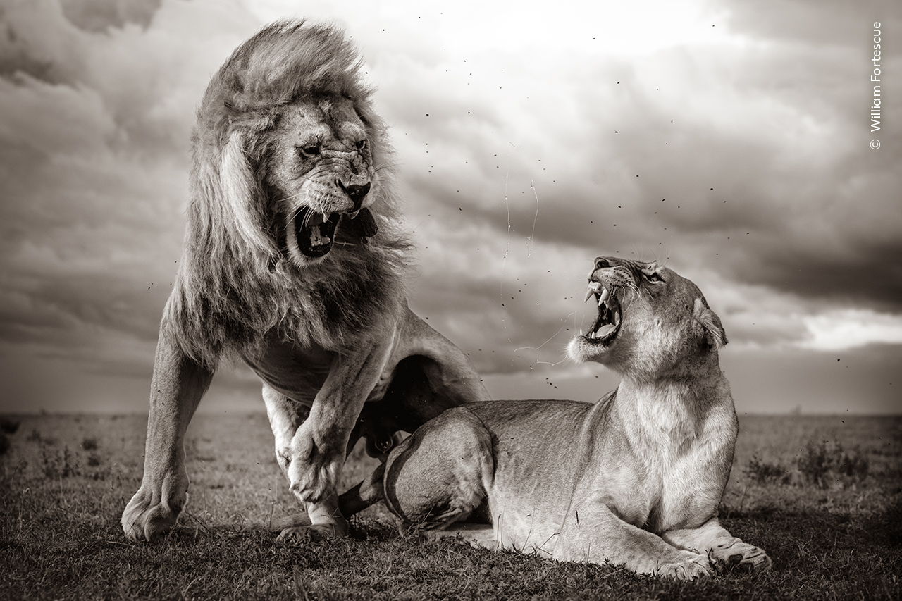 Two lions roaring. © William Fortescue, Wildlife Photographer of the Year.jpg