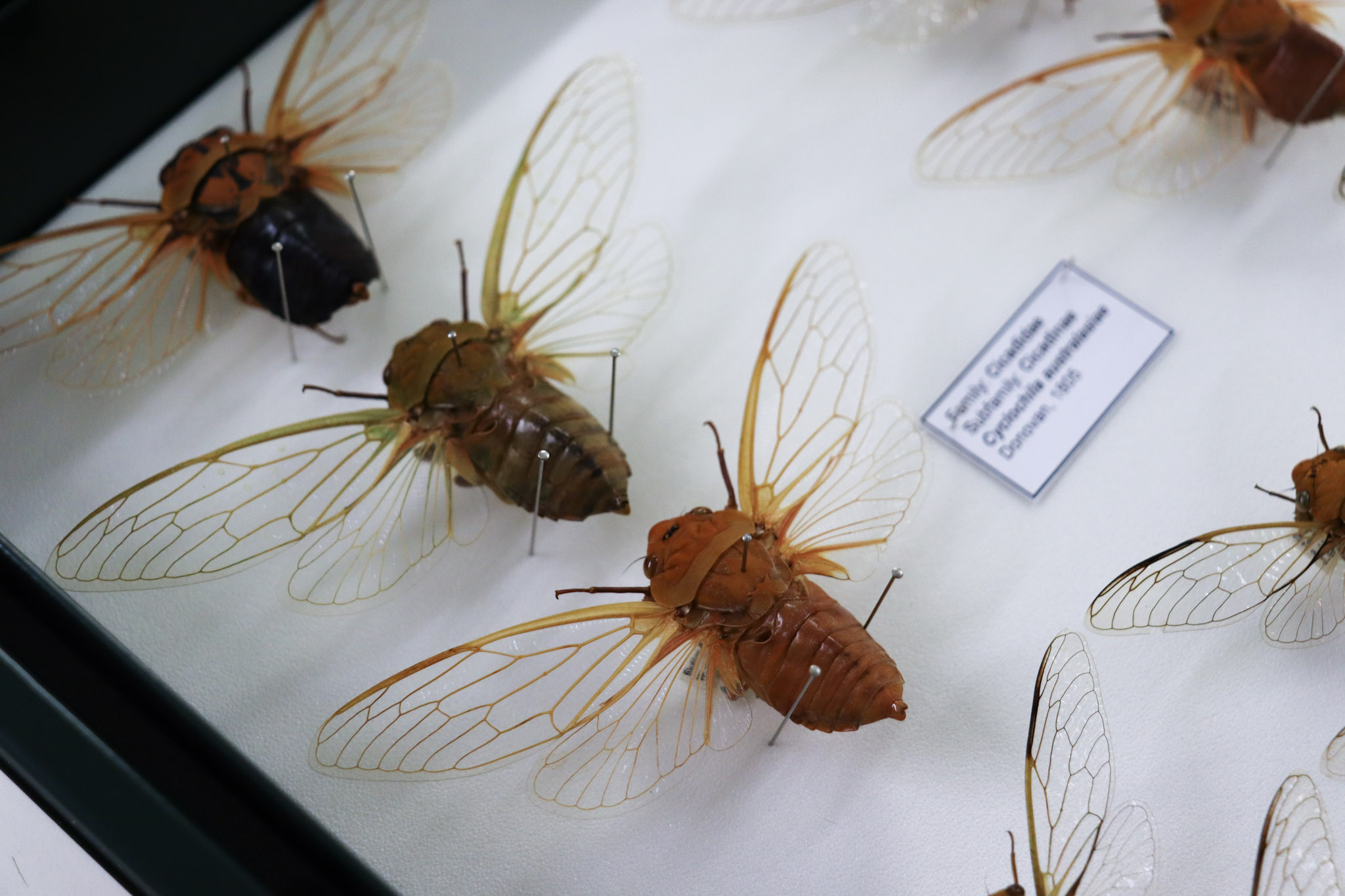 Natural Sciences Collection Specimens at QVMAG