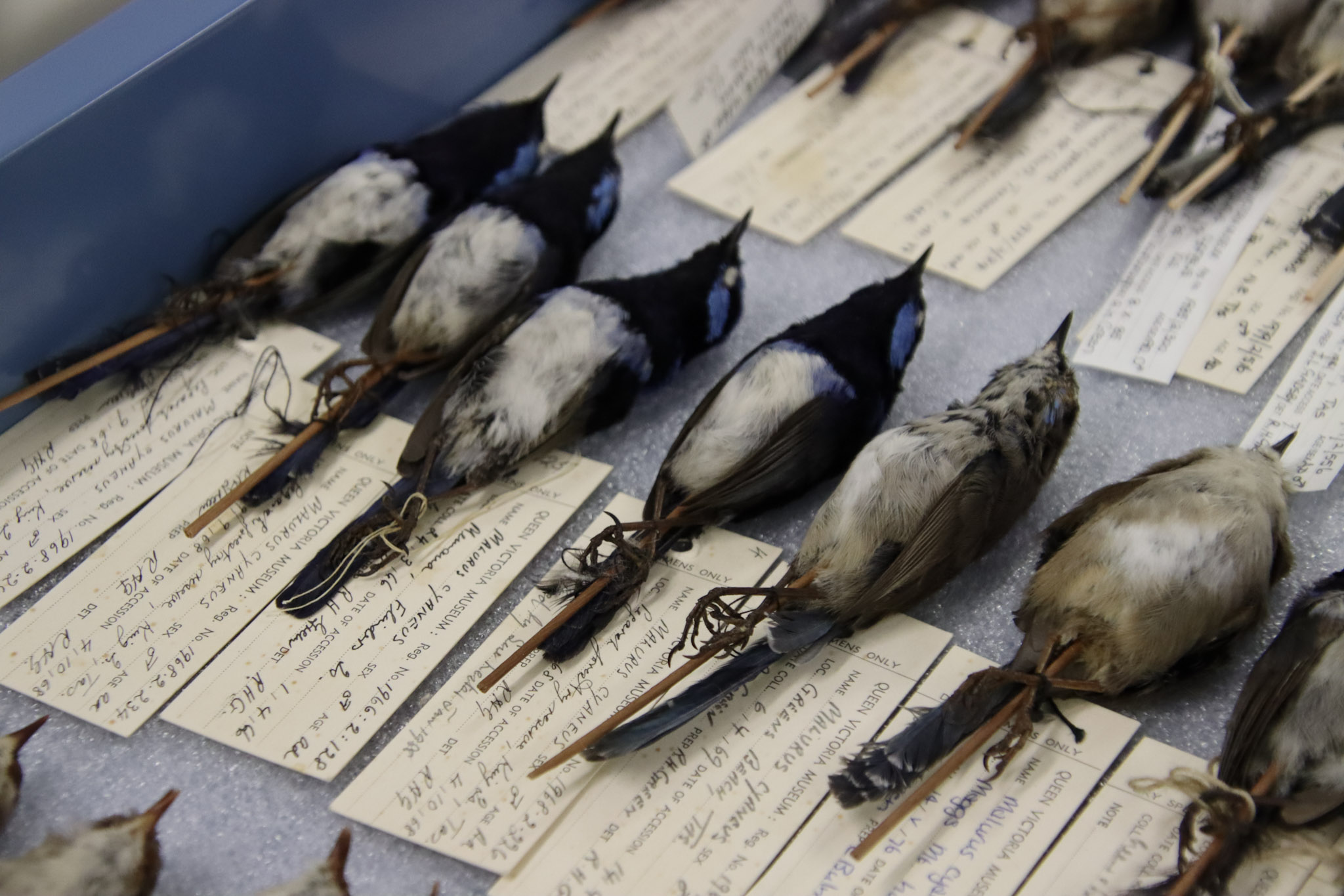 QVMAG Collection of Bird Study Skins