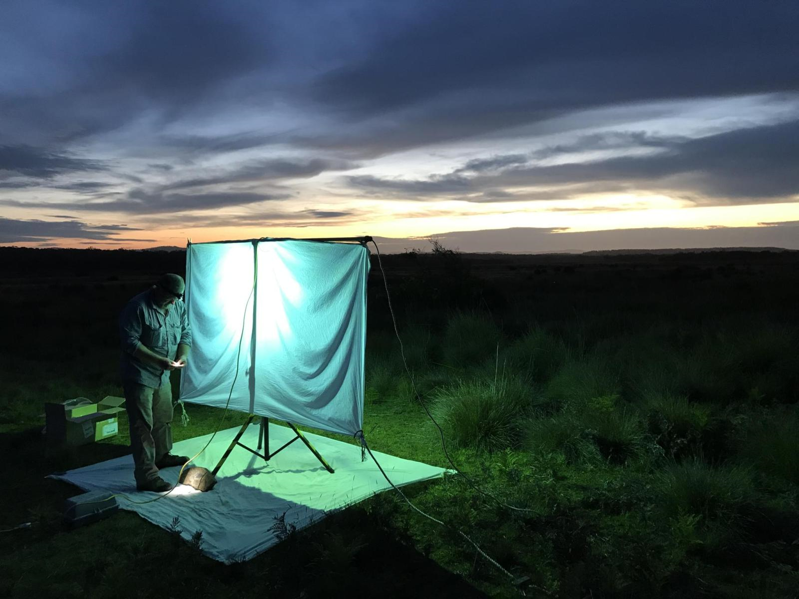 QVMAG Simon Fearn collecting moths at night light-2.png