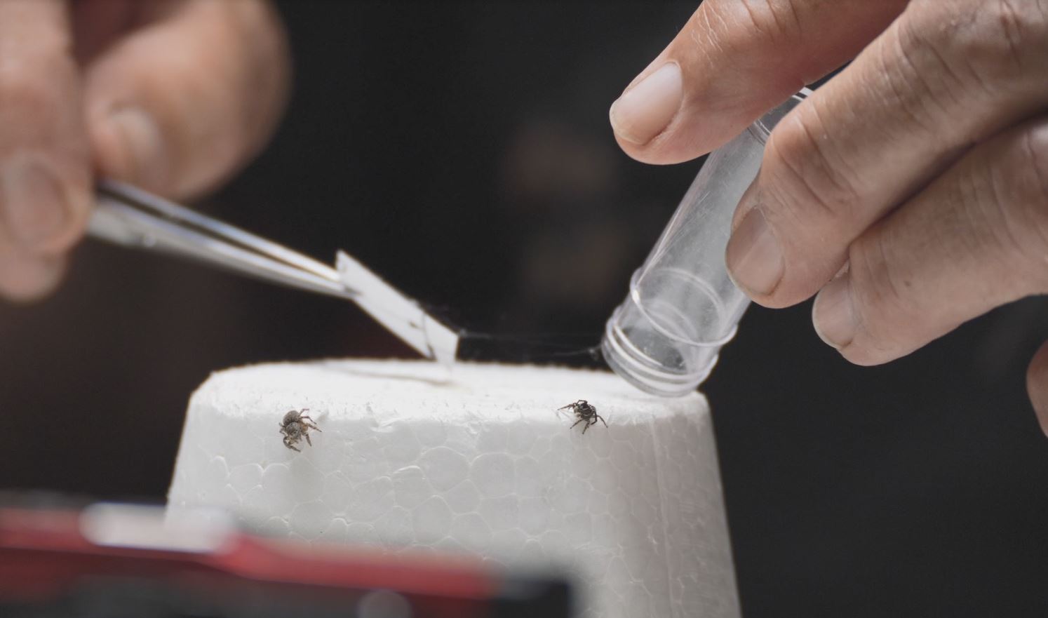 Image of two live spiders being placed next to each other