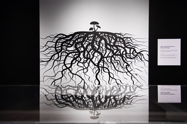 Ancient fungus display at the Mind Blown exhibition