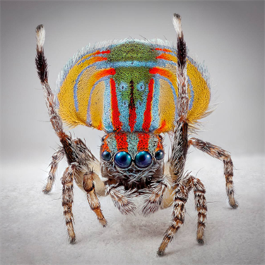 Maria Fernanda Cardoso, Spiders of Paradise: Maratus volans, 2024, pigment print on paper, framed, courtesy the artist and Sullivan+Strumpf, Sydney © the artist