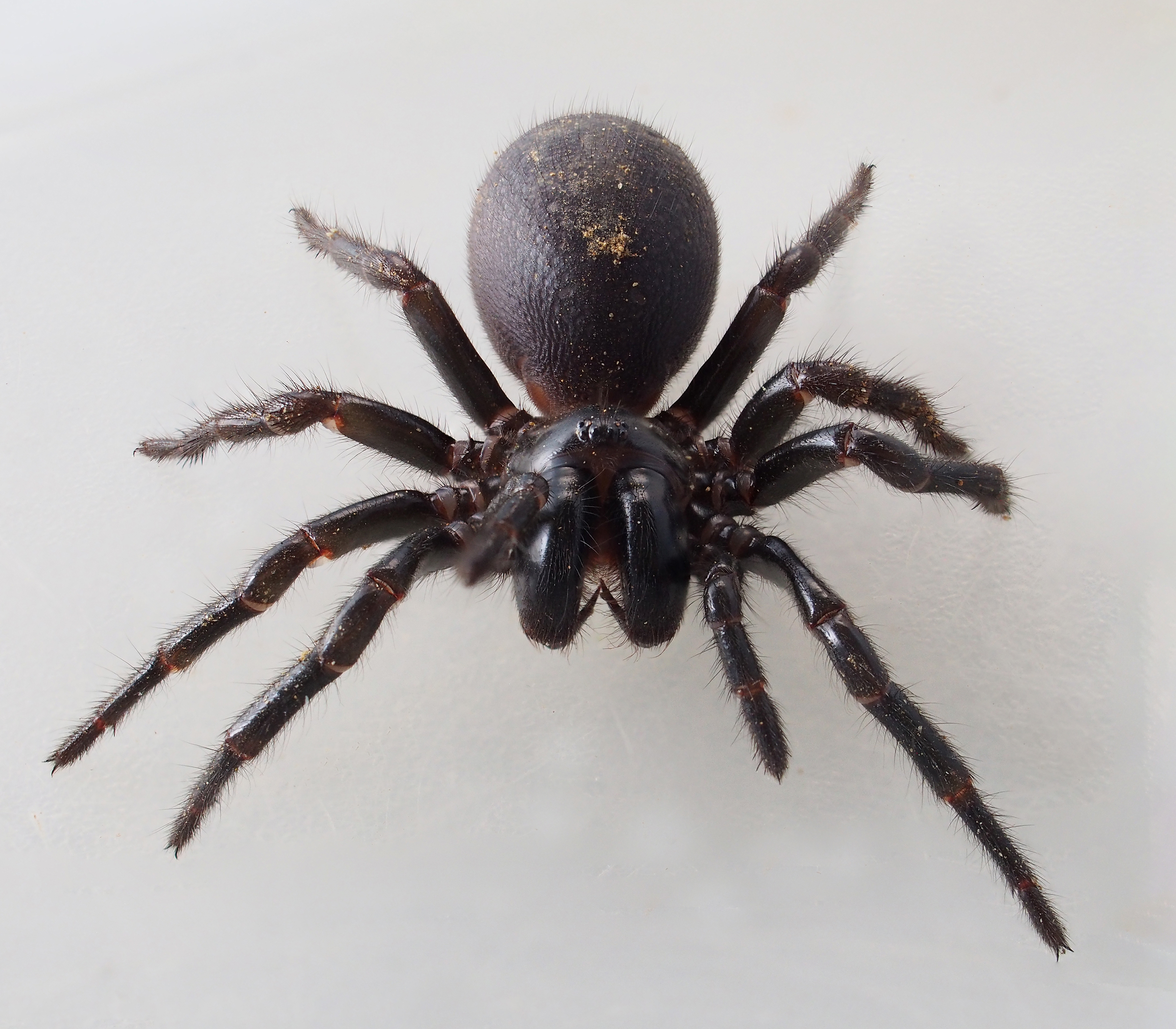Funnel-web spider species Hadronyche simonfearni